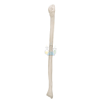 Fibula model